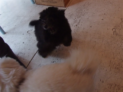 ビションフリーゼブリーダー東京フントヒュッテビションカット文京区トリミングアフロカットアフロ犬犬泉くんはんな先輩安田美沙子たまごちゃんランコサンゲツ5.jpg