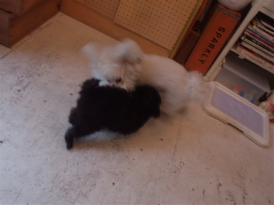 ビションフリーゼブリーダー東京フントヒュッテビションカット文京区トリミングアフロカットアフロ犬犬泉くんはんな先輩安田美沙子たまごちゃんランコサンゲツ6.jpg