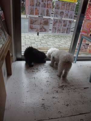 ビションフリーゼブリーダー東京フントヒュッテビションカット文京区トリミングアフロカットアフロ犬犬泉くんはんな先輩安田美沙子たまごちゃんランコサンゲツ9.jpg