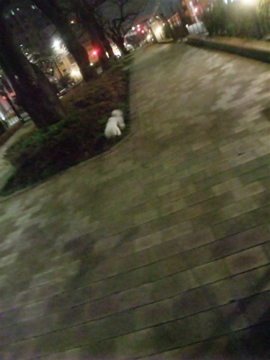ビションフリーゼブリーダー東京フントヒュッテ犬グッズフレキシリード伸縮リードflexi伸縮自在のリード自由お散歩犬播磨坂文京区トリミングビションカット2.jpg