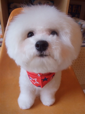 フントヒュッテ東京ビションフリーゼブリーダービションカット文京区トリミングアフロカットアフロ犬犬泉くんはんな先輩安田美沙子たまごちゃんランコ犬グッズa.jpg