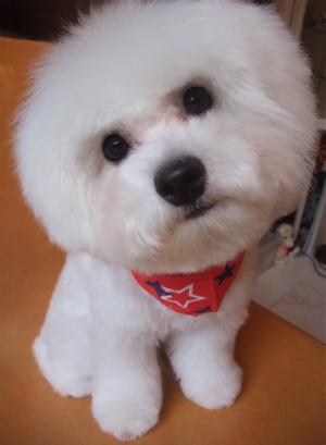 フントヒュッテ東京ビションフリーゼブリーダービションカット文京区トリミングアフロカットアフロ犬犬泉くんはんな先輩安田美沙子たまごちゃんランコ犬グッズb.jpg