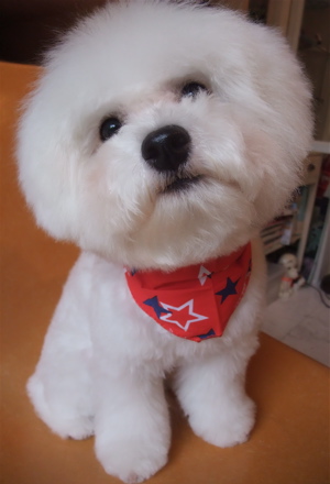 フントヒュッテ東京ビションフリーゼブリーダービションカット文京区トリミングアフロカットアフロ犬犬泉くんはんな先輩安田美沙子たまごちゃんランコ犬グッズc.jpg