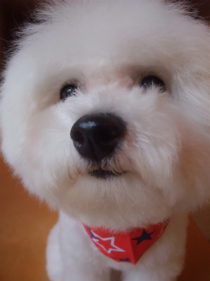 フントヒュッテ東京ビションフリーゼブリーダービションカット文京区トリミングアフロカットアフロ犬犬泉くんはんな先輩安田美沙子たまごちゃんランコ犬グッズd.jpg