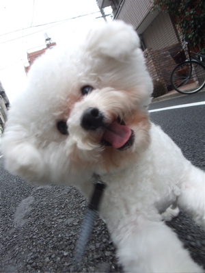 ¥Ó¥·¥ç¥ó¥Õ¥ê¡¼¥¼¥Ö¥ê¡¼¥À¡¼Åìµþ¥Õ¥ó¥È¥Ò¥å¥Ã¥Æ¸¤¥°¥Ã¥º¥Õ¥ì¥¥·¥ê¡¼¥É¿½Ì¥ê¡¼¥Éflexi¿½Ì¼«ºß¤Î¥ê¡¼¥É¼«Í³¤ª»¶Ê⸤µÈ¾Í»ûʸµþ¶è¥È¥ê¥ß¥ó¥°¥Ó¥·¥ç¥ó¥«¥Ã¥È4.jpg