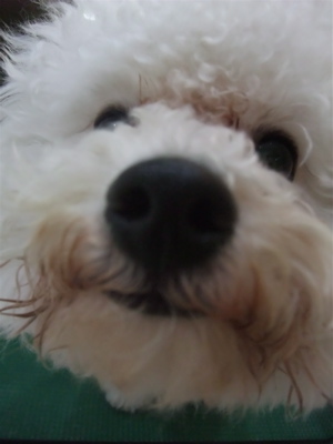 フントヒュッテ東京ビションフリーゼブリーダービションカット文京区トリミングアフロカットアフロ犬犬泉くんはんな先輩安田美沙子志村けん天才!志村どうぶつ園a.jpg