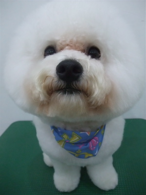 フントヒュッテ東京ビションフリーゼブリーダービションカット文京区トリミングアフロカットアフロ犬犬泉くんはんな先輩安田美沙子志村けん天才!志村どうぶつ園b.jpg
