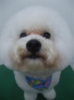 フントヒュッテ東京ビションフリーゼブリーダービションカット文京区トリミングアフロカットアフロ犬犬泉くんはんな先輩安田美沙子志村けん天才!志村どうぶつ園d.jpg