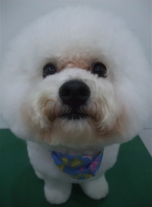 フントヒュッテ東京ビションフリーゼブリーダービションカット文京区トリミングアフロカットアフロ犬犬泉くんはんな先輩安田美沙子志村けん天才!志村どうぶつ園e.jpg