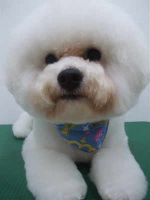 フントヒュッテ東京ビションフリーゼブリーダービションカット文京区トリミングアフロカットアフロ犬犬泉くんはんな先輩安田美沙子志村けん天才!志村どうぶつ園f.jpg