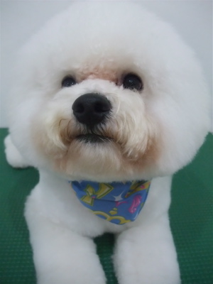 フントヒュッテ東京ビションフリーゼブリーダービションカット文京区トリミングアフロカットアフロ犬犬泉くんはんな先輩安田美沙子志村けん天才!志村どうぶつ園g.jpg