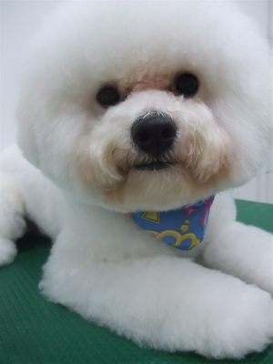 フントヒュッテ東京ビションフリーゼブリーダービションカット文京区トリミングアフロカットアフロ犬犬泉くんはんな先輩安田美沙子志村けん天才!志村どうぶつ園h.jpg