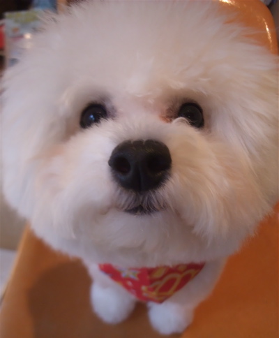 フントヒュッテ東京ビションフリーゼブリーダー子犬情報文京区トリミングビションカットデンタルケア犬の歯磨き志村けん天才!志村どうぶつ園hundehutte6.jpg