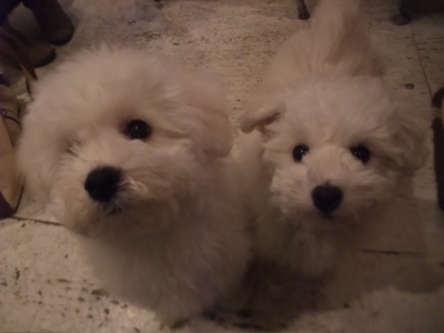 フントヒュッテ東京ビションフリーゼブリーダー子犬情報文京区トリミングビションカットビションはんな安田美沙子志村けん天才!志村どうぶつ園hundehutte.jpg