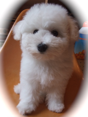 フントヒュッテ東京ビションフリーゼブリーダー子犬情報こいぬビションカット文京区トリミングこいぬのはじめてのシャンプー志村けん天才!志村どうぶつ園5.jpg