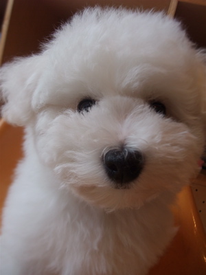 フントヒュッテ東京ビションフリーゼブリーダー子犬情報こいぬビションカット文京区トリミングこいぬのはじめてのシャンプー志村けん天才!志村どうぶつ園7.jpg