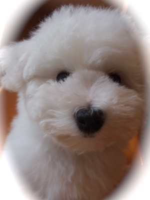 フントヒュッテ東京ビションフリーゼブリーダー子犬情報こいぬビションカット文京区トリミングこいぬのはじめてのシャンプー志村けん天才!志村どうぶつ園8.jpg