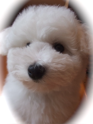 フントヒュッテ東京ビションフリーゼブリーダー子犬情報こいぬビションカット文京区トリミングこいぬのはじめてのシャンプー志村けん天才!志村どうぶつ園10.jpg