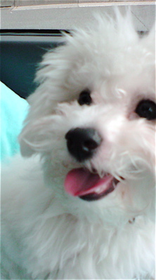 ¥Ó¥·¥ç¥ó¥Õ¥ê¡¼¥¼»Ò¸¤¾ðÊ󤳤¤¤ÌÅìµþ¥Õ¥ó¥È¥Ò¥å¥Ã¥Æ¥È¥ê¥ß¥ó¥°Ê¸µþ¶è¥Ó¥·¥ç¥ó¥«¥Ã¥Èhundehutte¥Ï¡¼¥Ö¥Ñ¥Ã¥¯¥ª¡¼¥¬¥Ë¥Ã¥¯Íµ¡ºÏÇݼ«Á³¿©ÉÊʸµþ¶èÀ֤Ȥ¦¤¬¤é¤·¶ð¹þ±Ø9.jpg
