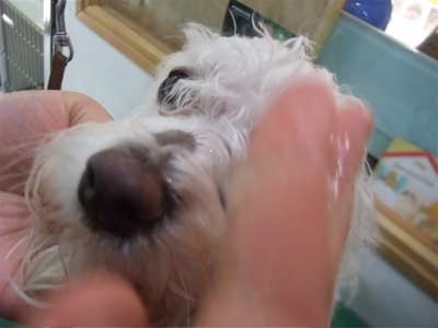 ビションフリーゼジェルパックデンタルケアトリミング東京フントヒュッテビションカット文京区hundehuttemarimekkoマリメッコキャリーバッグDDlabディディラボ1.jpg