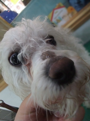 ビションフリーゼジェルパックデンタルケアトリミング東京フントヒュッテビションカット文京区hundehuttemarimekkoマリメッコキャリーバッグDDlabディディラボ2.jpg