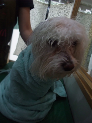 ビションフリーゼジェルパックデンタルケアトリミング東京フントヒュッテビションカット文京区hundehuttemarimekkoマリメッコキャリーバッグDDlabディディラボ8.jpg
