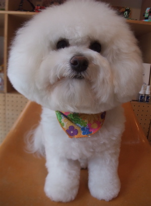 ビションフリーゼジェルパックデンタルケアトリミング東京フントヒュッテビションカット文京区hundehuttemarimekkoマリメッコキャリーバッグDDlabディディラボ10.jpg