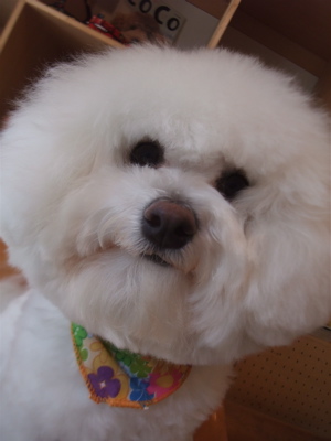 ビションフリーゼジェルパックデンタルケアトリミング東京フントヒュッテビションカット文京区hundehuttemarimekkoマリメッコキャリーバッグDDlabディディラボ11.jpg