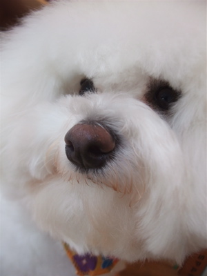 ビションフリーゼジェルパックデンタルケアトリミング東京フントヒュッテビションカット文京区hundehuttemarimekkoマリメッコキャリーバッグDDlabディディラボ12.jpg