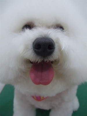 ¥Ó¥·¥ç¥ó¥Õ¥ê¡¼¥¼¥È¥ê¥ß¥ó¥°Ê¸µþ¶è¥Õ¥ó¥È¥Ò¥å¥Ã¥Æ¥Ó¥·¥ç¥ó¥Õ¥ê¡¼¥¼¥«¥Ã¥È¥ª¥Ë¥®¥ê·¿Åìµþhundehuttemarimekko¥Þ¥ê¥á¥Ã¥³¥¥ã¥ê¡¼¥Ð¥Ã¥°DDlab¥Ç¥£¥Ç¥£¥é¥ÜÅÝ»ºP-abll7.jpg