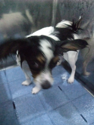 パピヨントリミングフントヒュッテビションフリーゼ東京ビションフリーゼカット文京区hundehuttemarimekkoマリメッコキャリーバッグDDlabディディラボ7.jpg