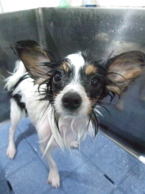 パピヨントリミングフントヒュッテビションフリーゼ東京ビションフリーゼカット文京区hundehuttemarimekkoマリメッコキャリーバッグDDlabディディラボ8.jpg