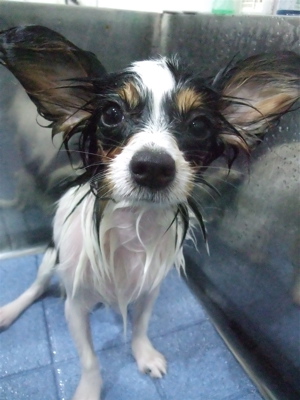 パピヨントリミングフントヒュッテビションフリーゼ東京ビションフリーゼカット文京区hundehuttemarimekkoマリメッコキャリーバッグDDlabディディラボ9.jpg