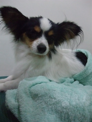 パピヨントリミングフントヒュッテビションフリーゼ東京ビションフリーゼカット文京区hundehuttemarimekkoマリメッコキャリーバッグDDlabディディラボ11.jpg