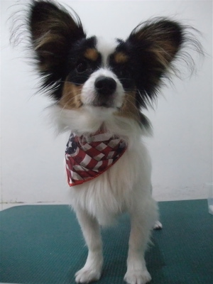 パピヨントリミングフントヒュッテビションフリーゼ東京ビションフリーゼカット文京区hundehuttemarimekkoマリメッコキャリーバッグDDlabディディラボ12.jpg