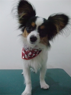 パピヨントリミングフントヒュッテビションフリーゼ東京ビションフリーゼカット文京区hundehuttemarimekkoマリメッコキャリーバッグDDlabディディラボ13.jpg