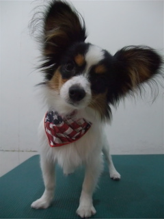 パピヨントリミングフントヒュッテビションフリーゼ東京ビションフリーゼカット文京区hundehuttemarimekkoマリメッコキャリーバッグDDlabディディラボ14.jpg