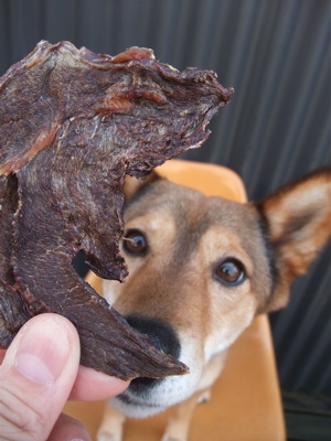 職人の味国産犬おやつ馬肉ジャーキーフントヒュッテビションフリーゼ東京ビションカット文京区hundehuttemarimekkoマリメッコキャリーバッグDDlabディディラボ2.jpg