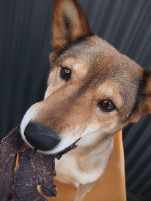職人の味国産犬おやつ馬肉ジャーキーフントヒュッテビションフリーゼ東京ビションカット文京区hundehuttemarimekkoマリメッコキャリーバッグDDlabディディラボ3.jpg
