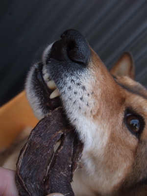 職人の味国産犬おやつ馬肉ジャーキーフントヒュッテビションフリーゼ東京ビションカット文京区hundehuttemarimekkoマリメッコキャリーバッグDDlabディディラボ4.jpg