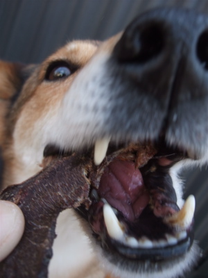 職人の味国産犬おやつ馬肉ジャーキーフントヒュッテビションフリーゼ東京ビションカット文京区hundehuttemarimekkoマリメッコキャリーバッグDDlabディディラボ5.jpg