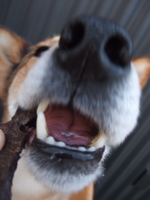 職人の味国産犬おやつ馬肉ジャーキーフントヒュッテビションフリーゼ東京ビションカット文京区hundehuttemarimekkoマリメッコキャリーバッグDDlabディディラボ6.jpg