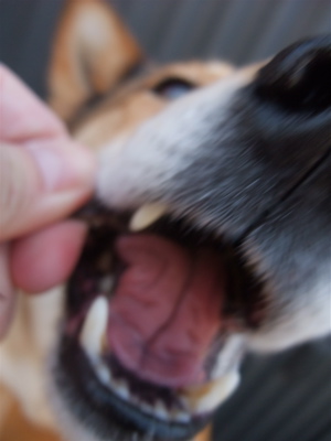 職人の味国産犬おやつ馬肉ジャーキーフントヒュッテビションフリーゼ東京ビションカット文京区hundehuttemarimekkoマリメッコキャリーバッグDDlabディディラボ7.jpg