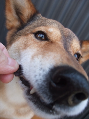 職人の味国産犬おやつ馬肉ジャーキーフントヒュッテビションフリーゼ東京ビションカット文京区hundehuttemarimekkoマリメッコキャリーバッグDDlabディディラボ8.jpg