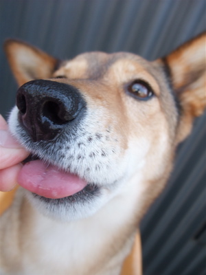 職人の味国産犬おやつ馬肉ジャーキーフントヒュッテビションフリーゼ東京ビションカット文京区hundehuttemarimekkoマリメッコキャリーバッグDDlabディディラボ9.jpg