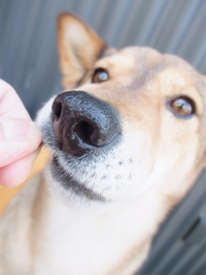 職人の味国産犬おやつ馬肉ジャーキーフントヒュッテビションフリーゼ東京ビションカット文京区hundehuttemarimekkoマリメッコキャリーバッグDDlabディディラボ10.jpg