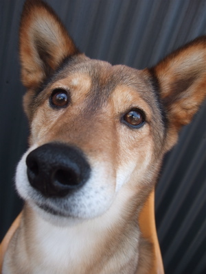 職人の味国産犬おやつ馬肉ジャーキーフントヒュッテビションフリーゼ東京ビションカット文京区hundehuttemarimekkoマリメッコキャリーバッグDDlabディディラボ11.jpg