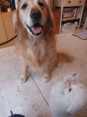 ゴールデン・レトリーバートリミング東京ビションフリーゼこいぬフントヒュッテ大型犬トリミング文京区hundehuttemarimekkoマリメッコキャリーバッグDDlab2.jpg
