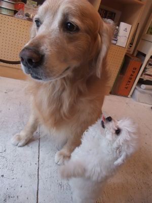 ゴールデン・レトリーバートリミング東京ビションフリーゼこいぬフントヒュッテ大型犬トリミング文京区hundehuttemarimekkoマリメッコキャリーバッグDDlab4.jpg