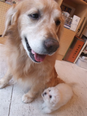 ゴールデン・レトリーバートリミング東京ビションフリーゼこいぬフントヒュッテ大型犬トリミング文京区hundehuttemarimekkoマリメッコキャリーバッグDDlab5.jpg
